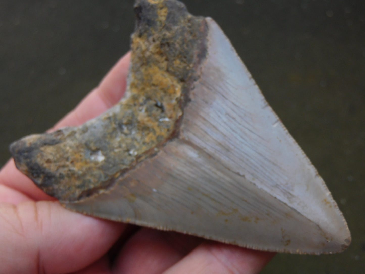 3.8 inch Megalodon Tooth