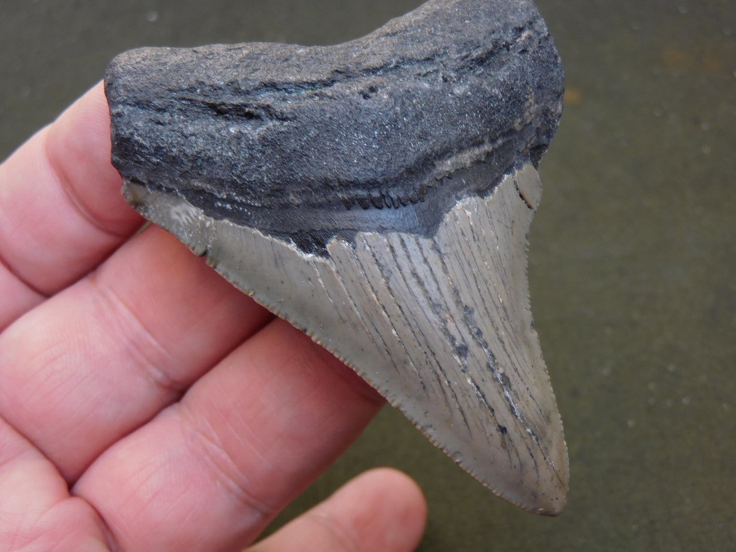 3.2 inch Megalodon Tooth