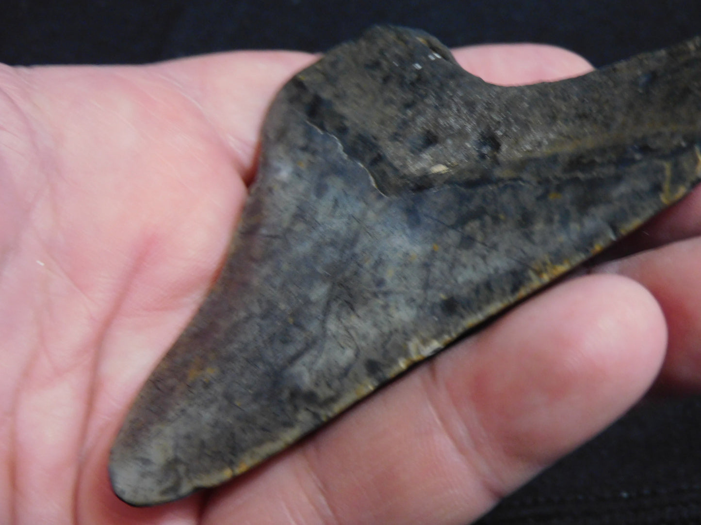 3.5 inch Megalodon Tooth