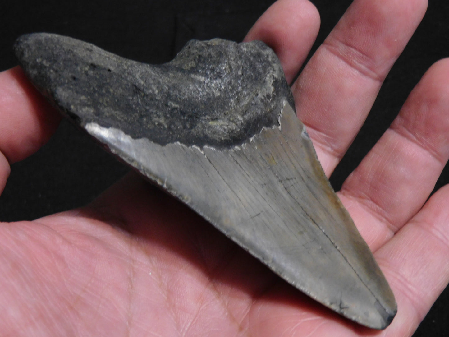 4.2 inch Megalodon Tooth