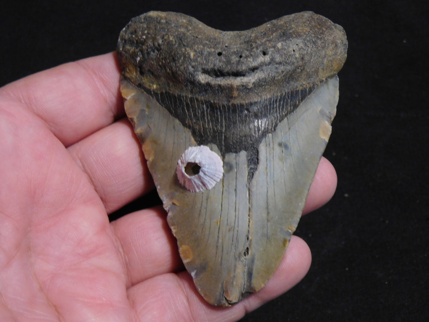 3.6 inch Megalodon Tooth with Barnacle