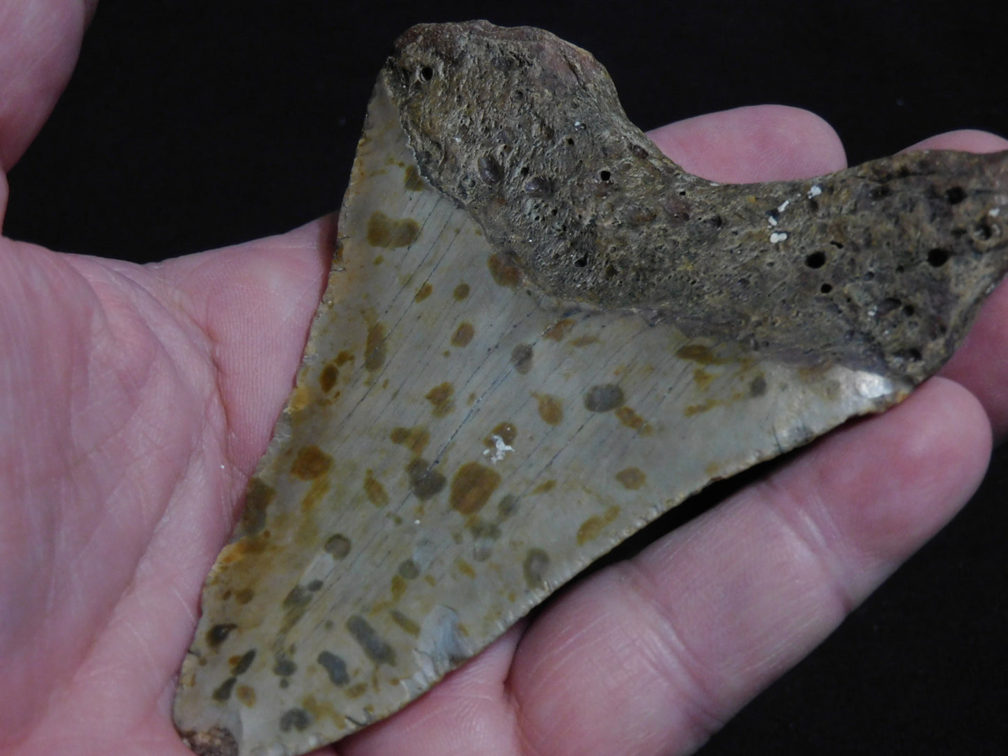 4.1 inch Megalodon Tooth with Barnacle