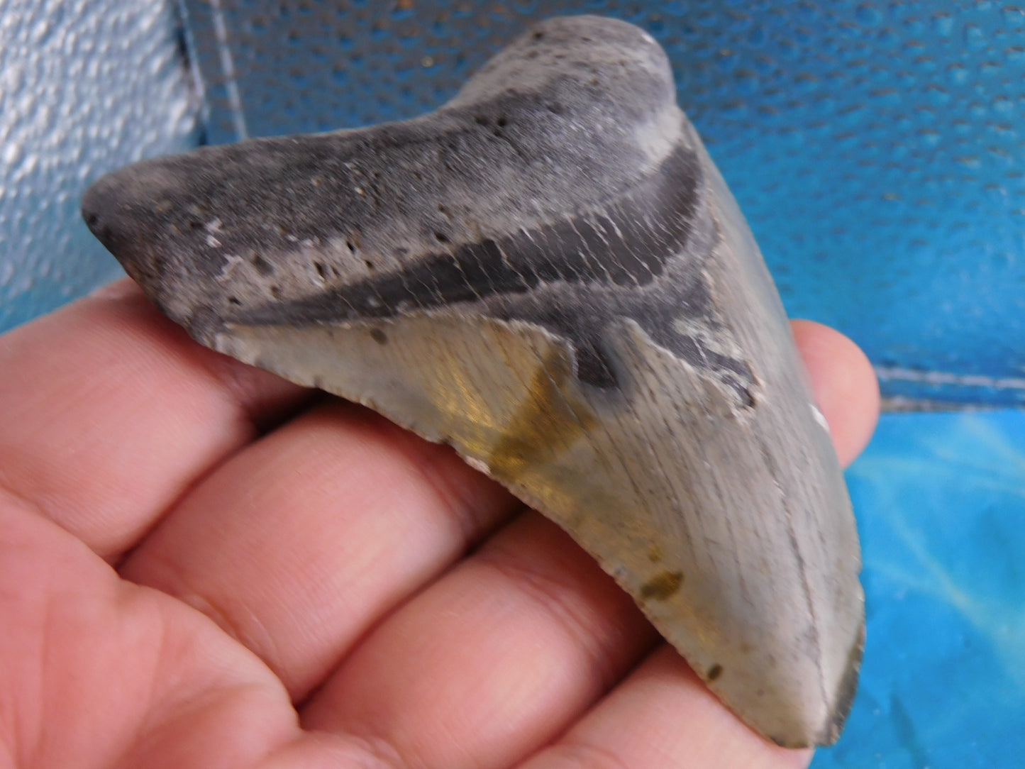 3.77 inch Megalodon Tooth