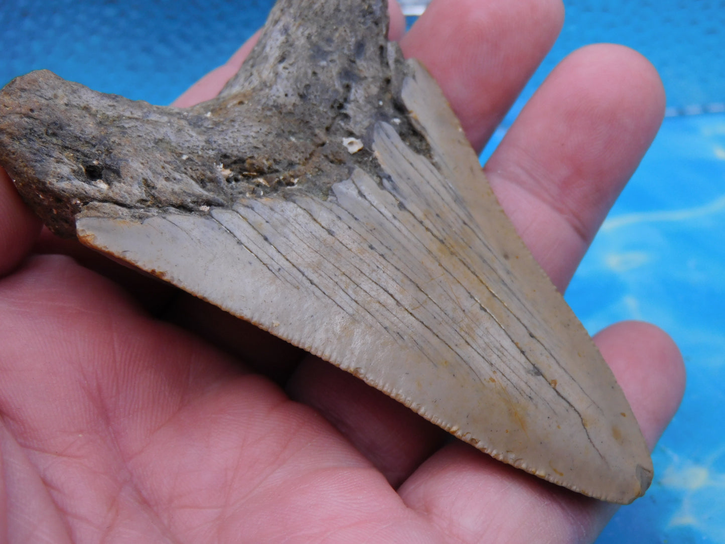 3.6 inch Megalodon Tooth