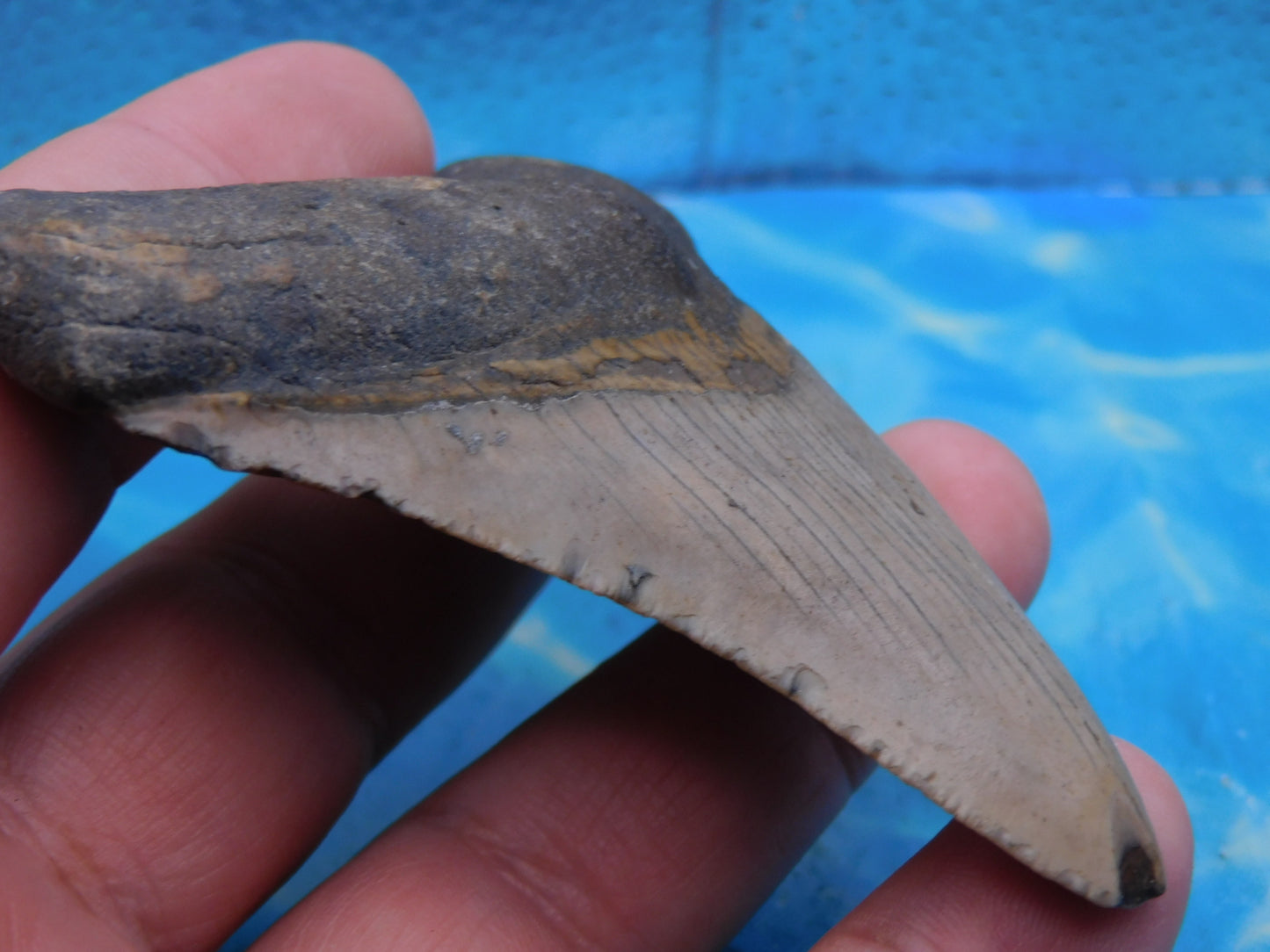 3.4 inch Megalodon Tooth