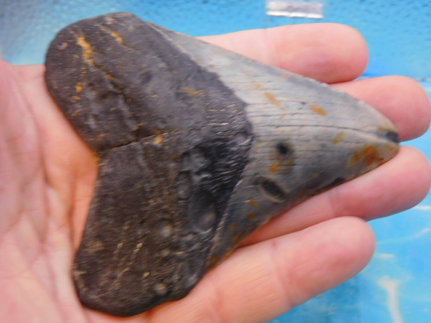 3.85 in MEG