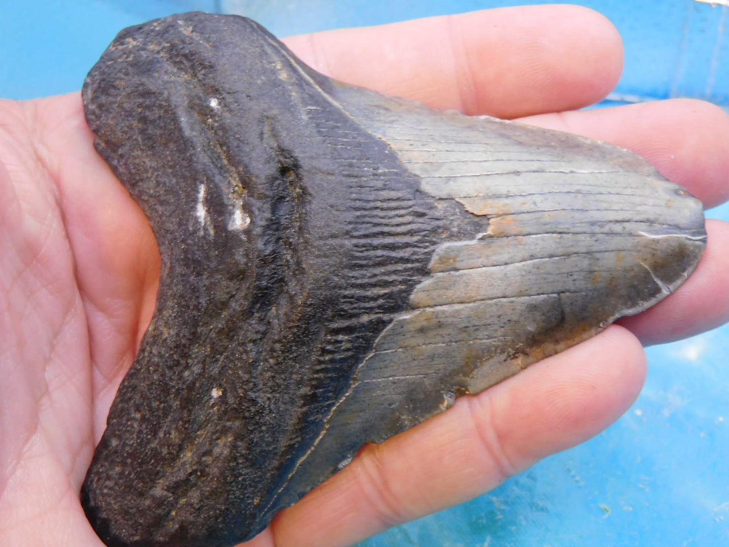 4.1 in MEG