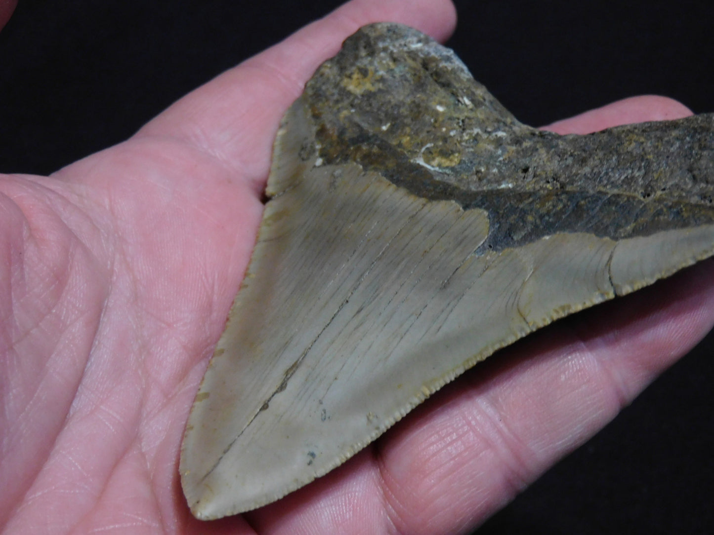 4.3 inch Megalodon Tooth