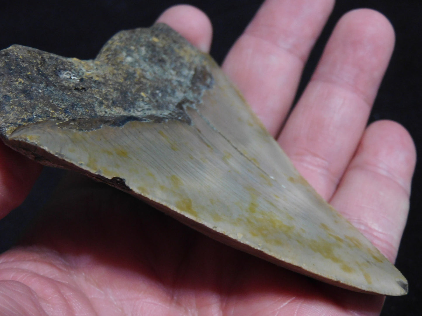 3.7 inch Megalodon Tooth