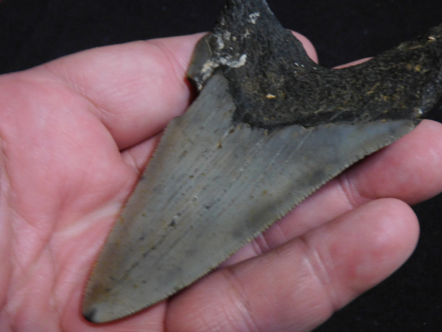 3.7 inch Megalodon Tooth Classic Lower