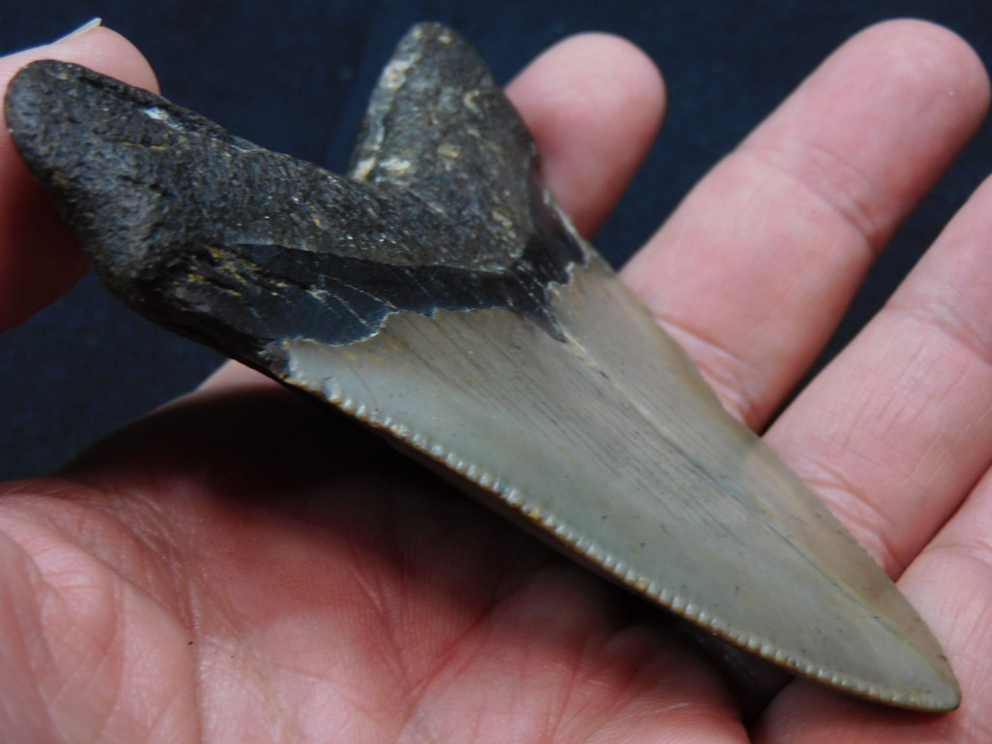 3.5 inch Megalodon Tooth