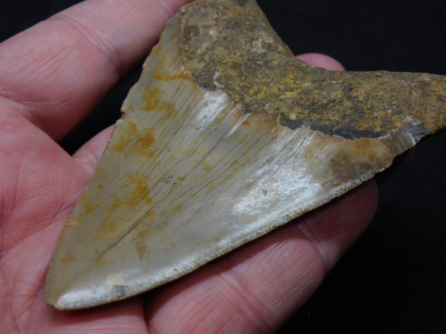 3.8 inch Megalodon Tooth