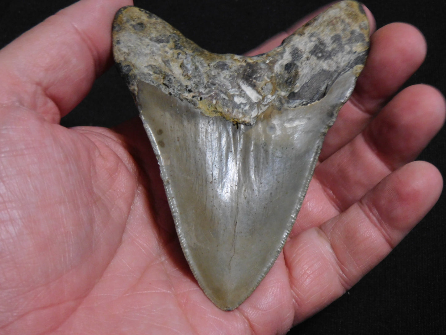 4 inch Megalodon Tooth