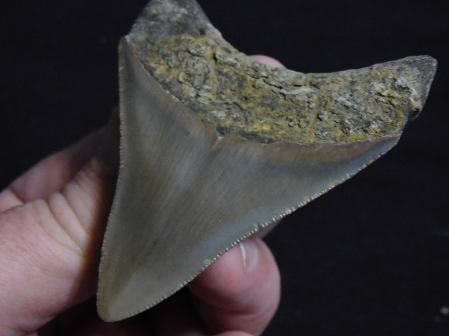 3.2 inch Megalodon Tooth