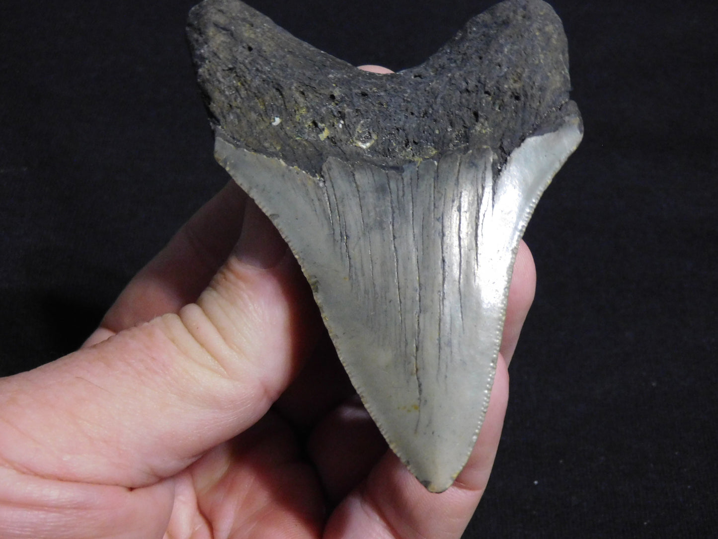 3.5 inch Megalodon Tooth