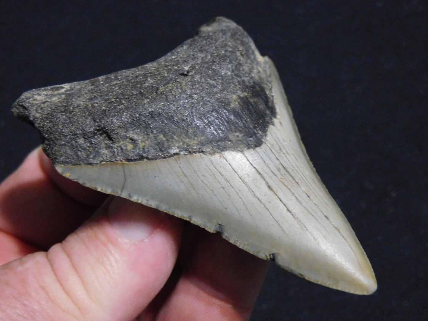 3.4 inch Megalodon Tooth