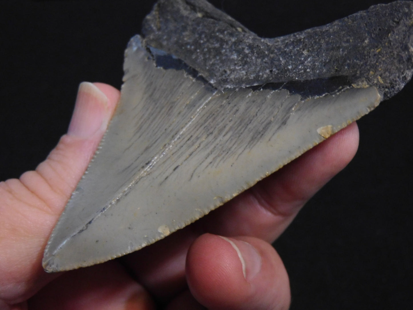 3.6 inch Megalodon Tooth