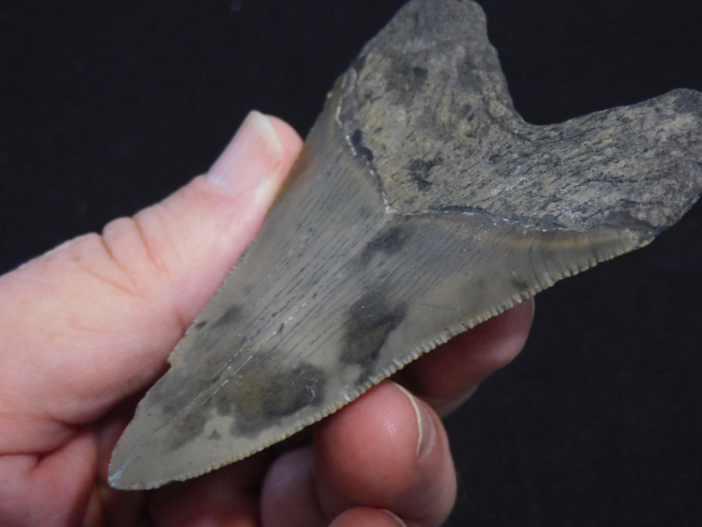 3.6 inch Megalodon Tooth
