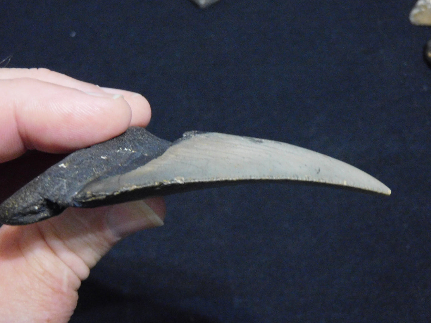 3.8 inch Megalodon Tooth