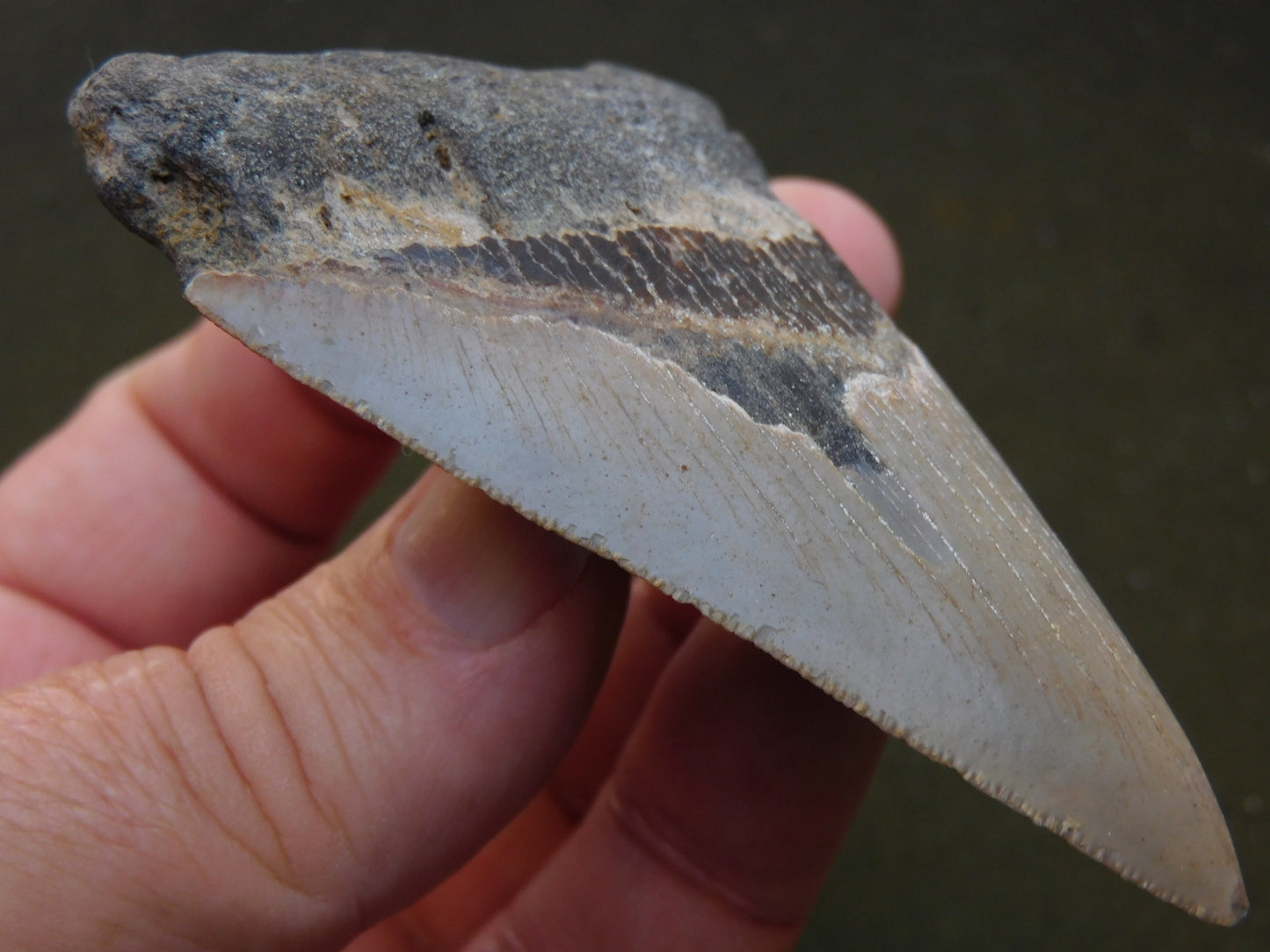 3.8 inch Megalodon Tooth