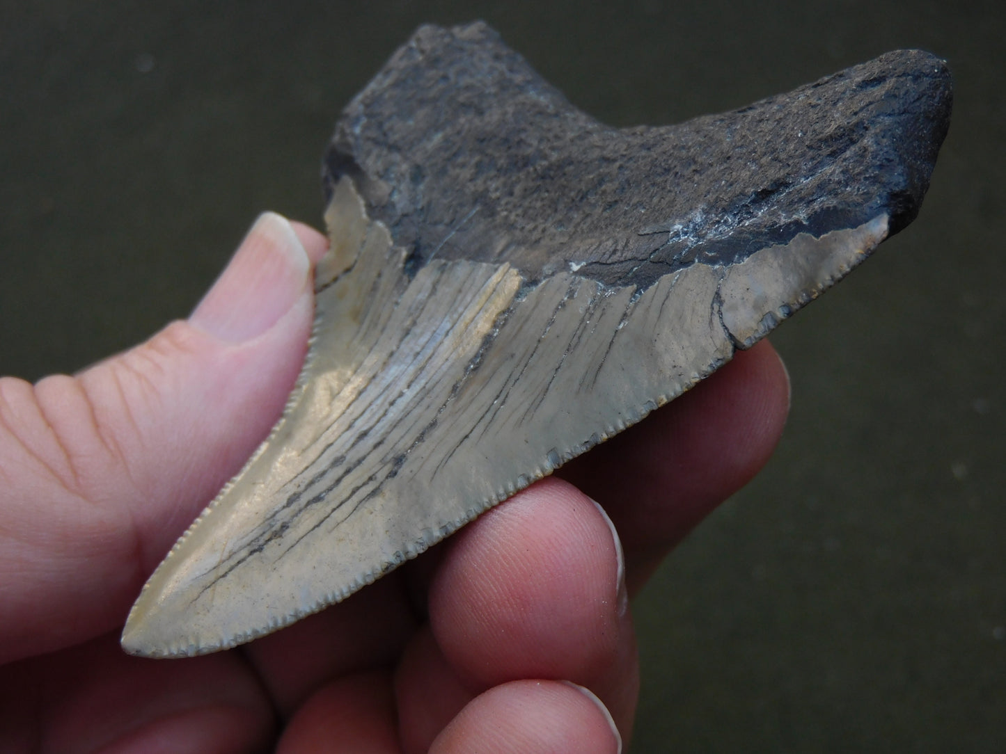 3.2 inch Megalodon Tooth