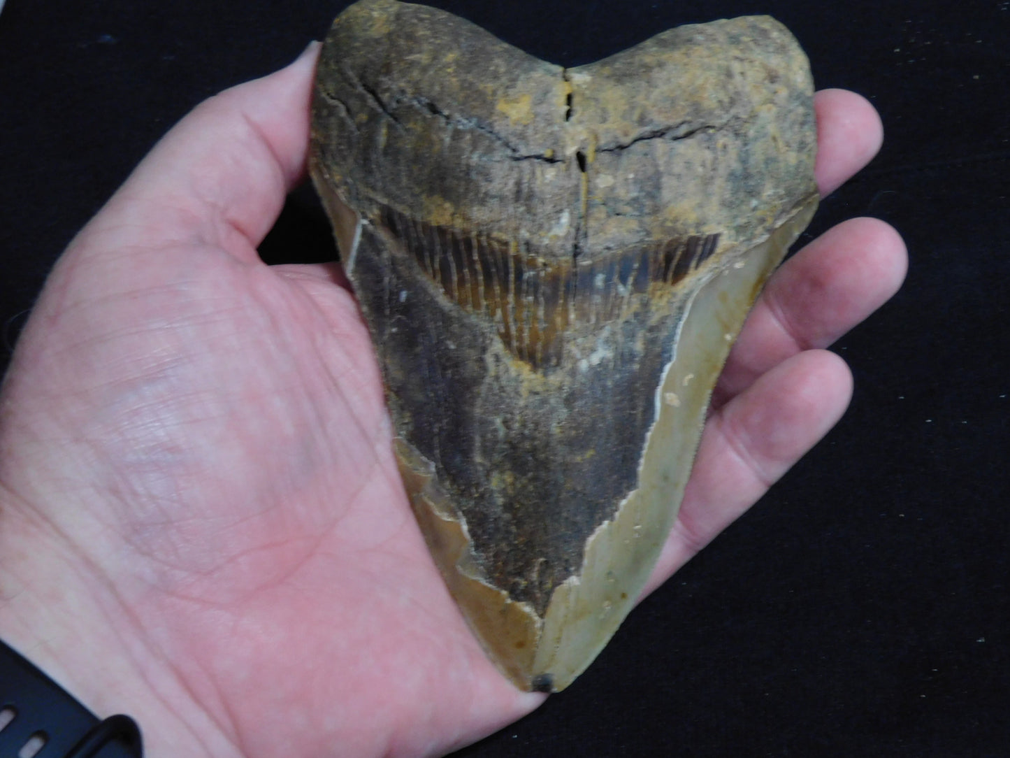 5.6 inch Megalodon Tooth
