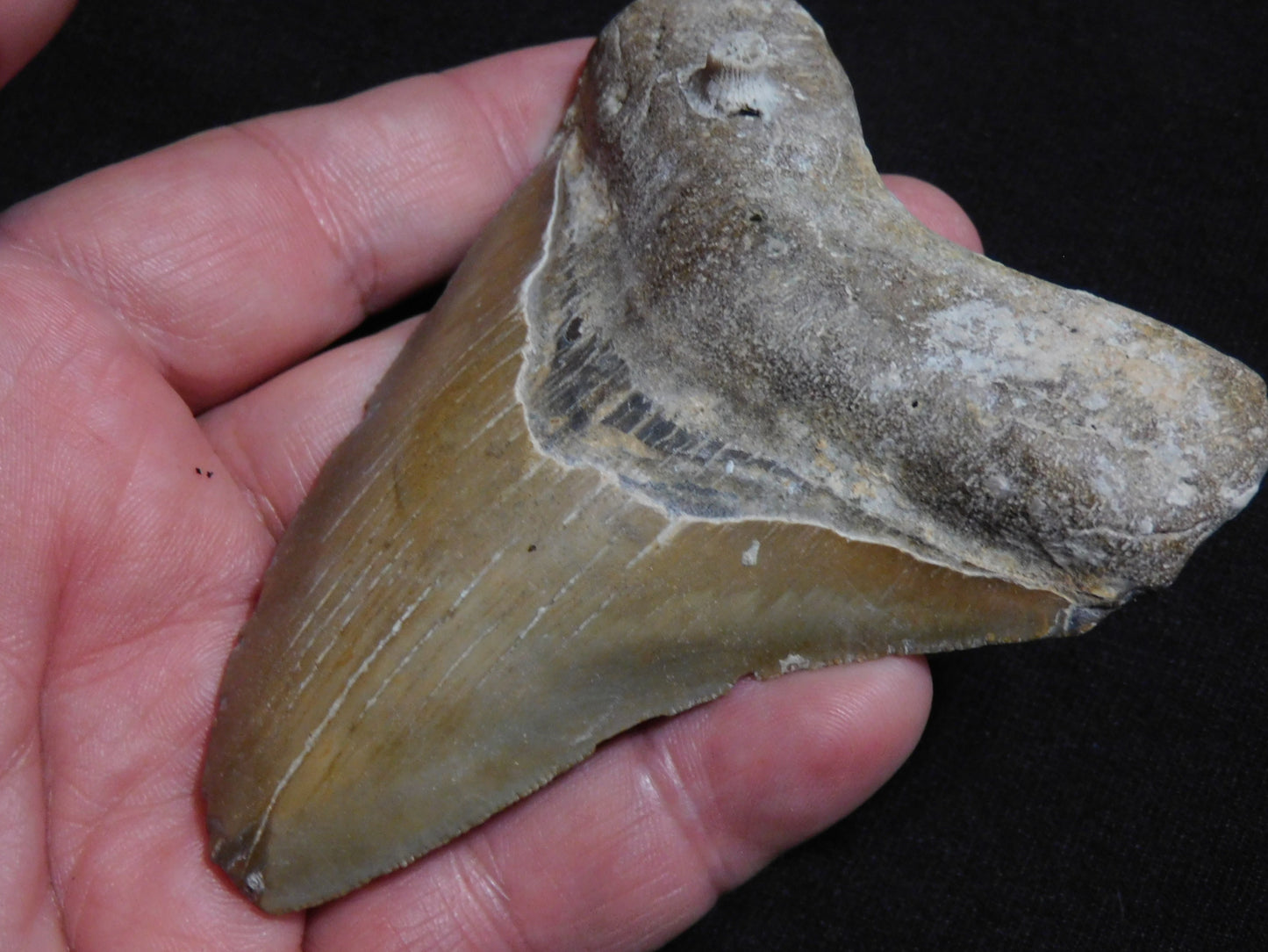 4.1 inch Megalodon Tooth