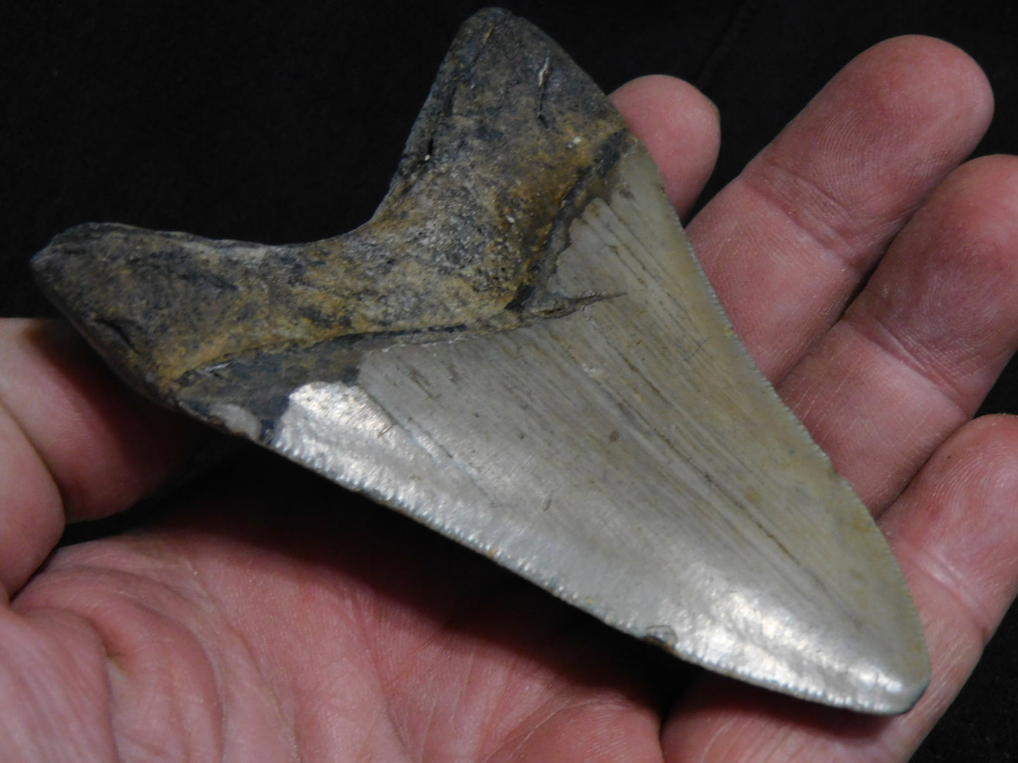 3.9 inch Megalodon Tooth