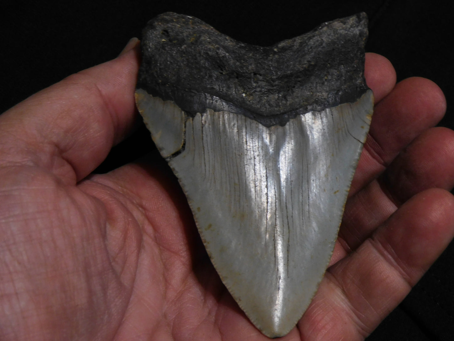 4 inch Megalodon Tooth