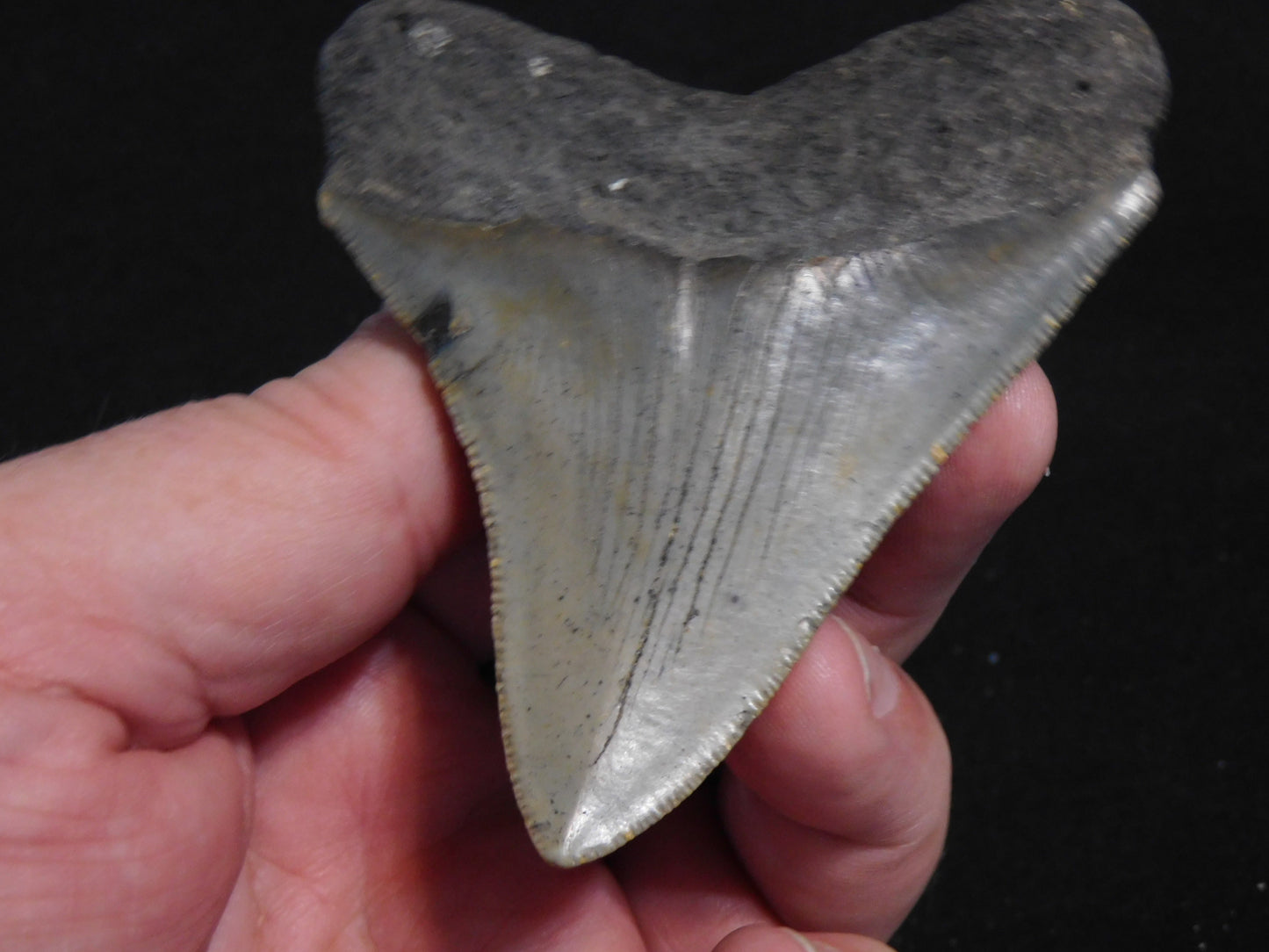 3.6 inch Megalodon Tooth