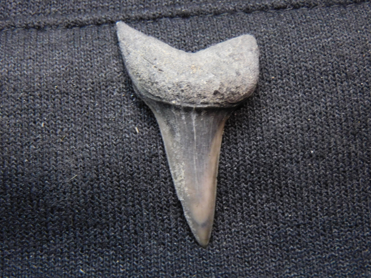 1.45" Mako Shark Tooth