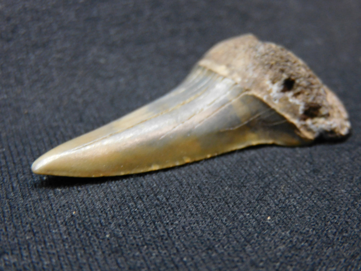 2." Lower Hastalis Shark Tooth