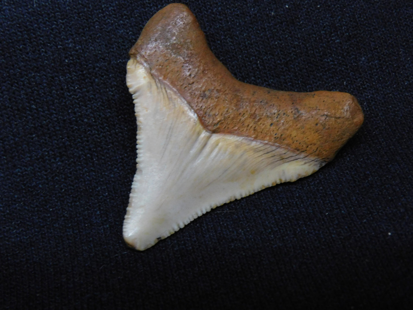 1.6" Chubutensis Shark Tooth