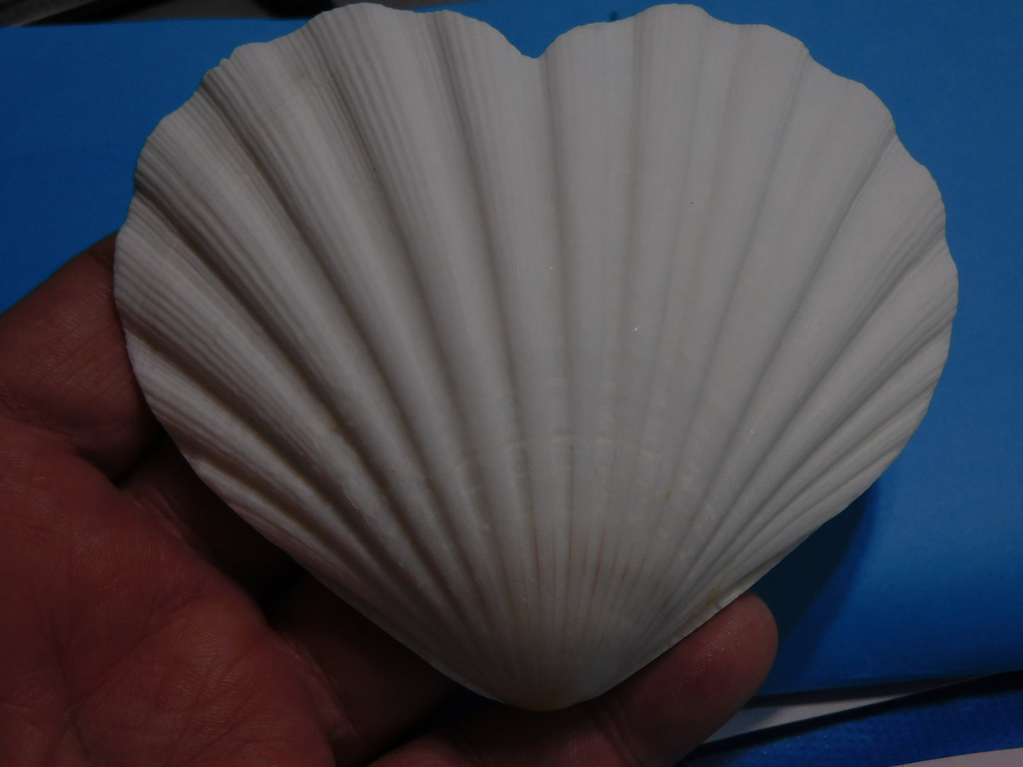 Heart Shaped Scallop Shells