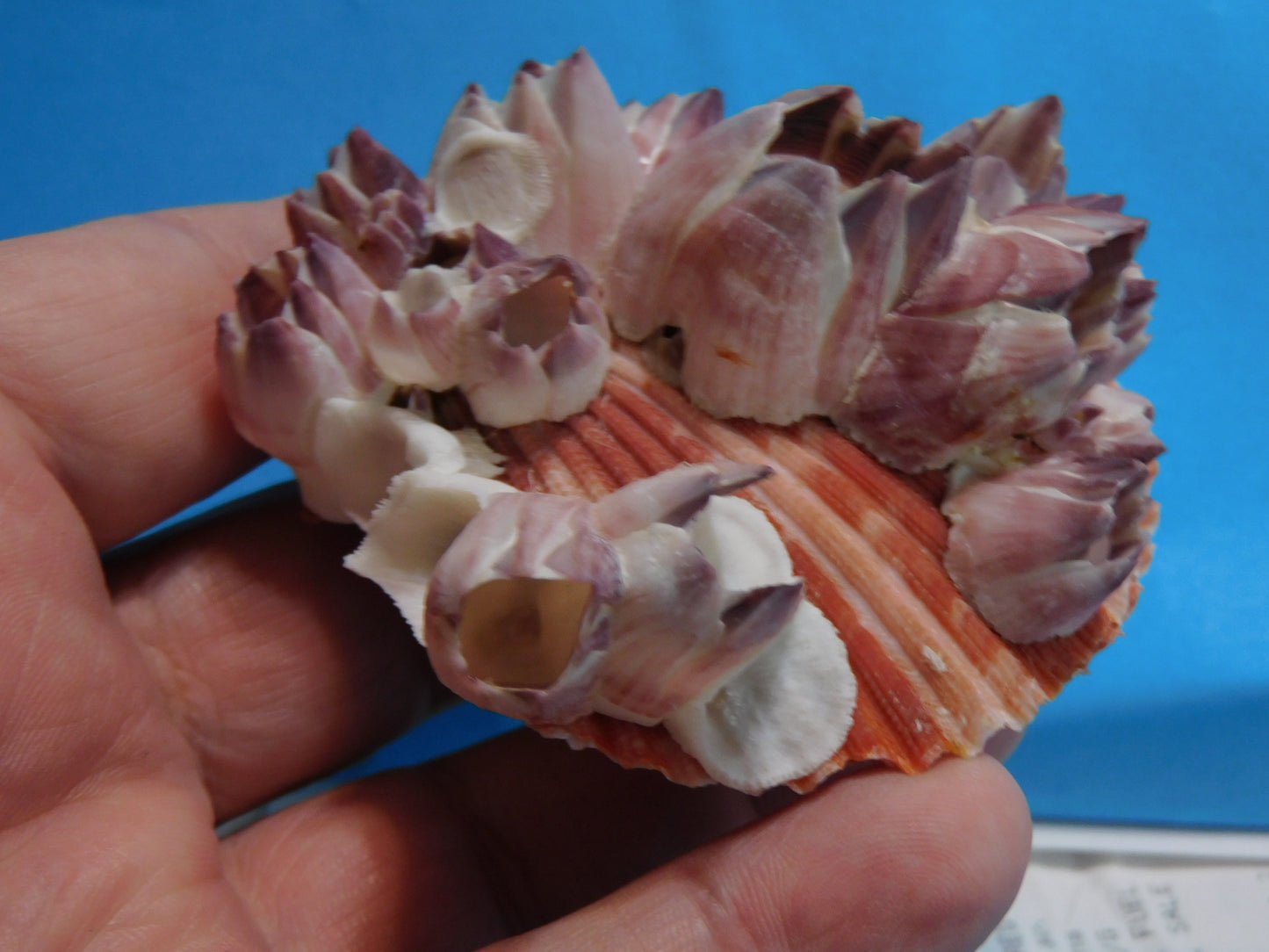 Scallop Shells with Barnacles