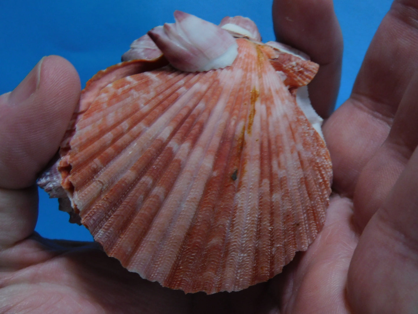 Scallop Shells with Barnacles