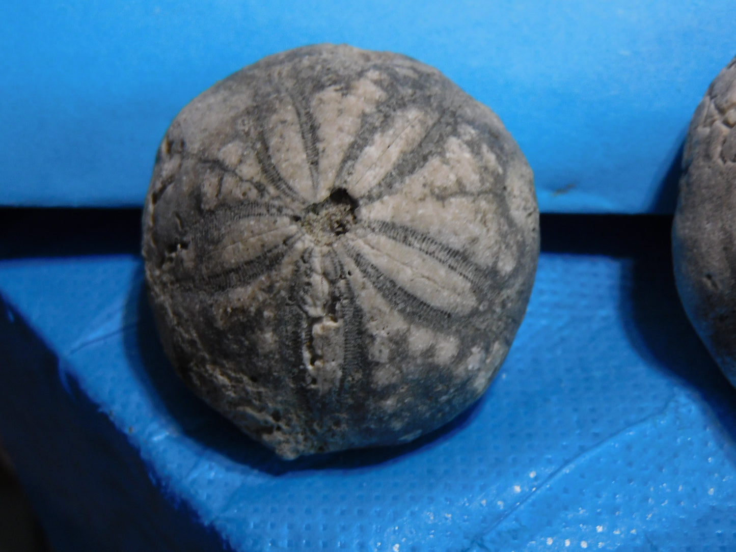 Fossilized Echinoid