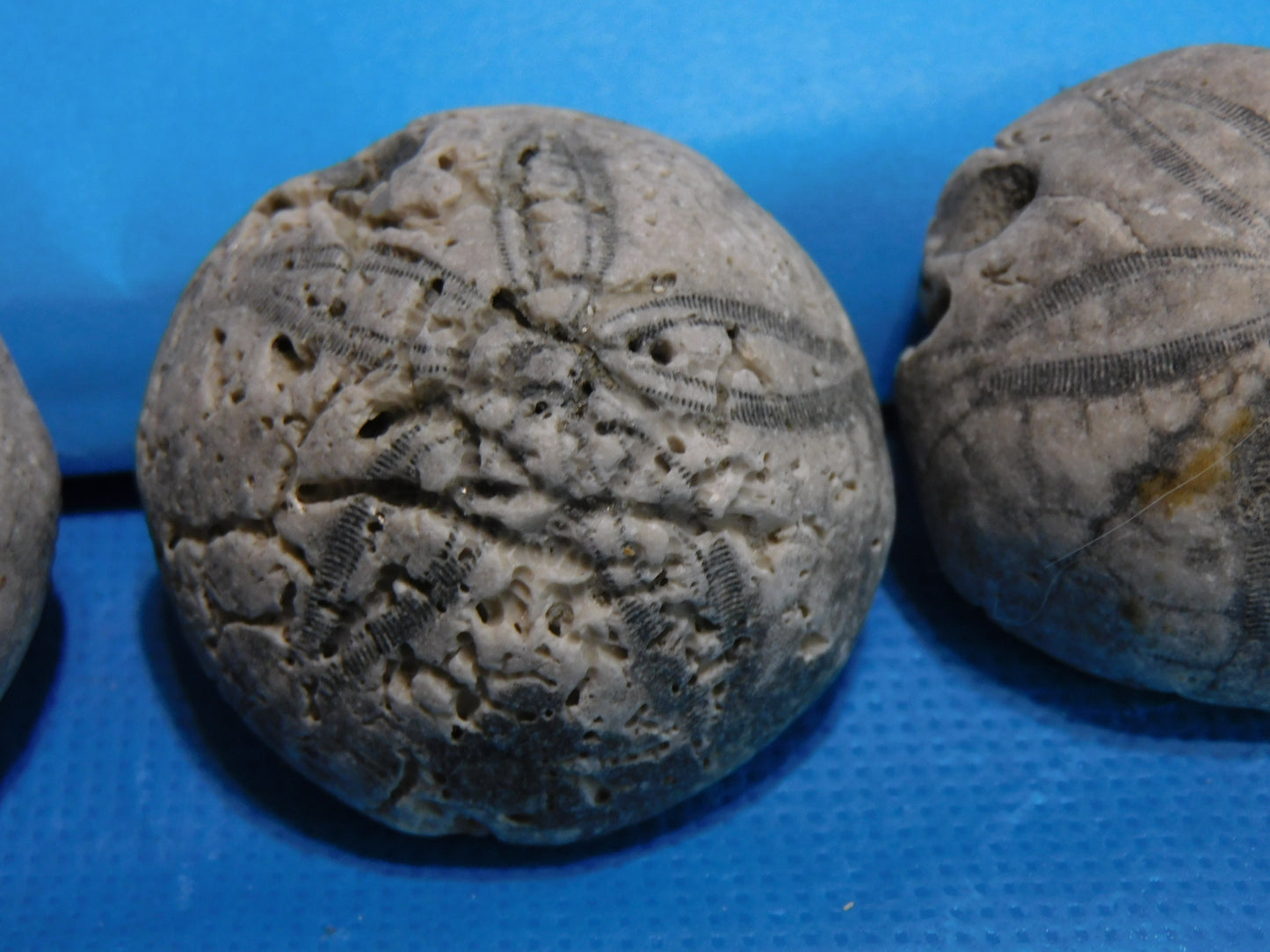 Fossilized Echinoid