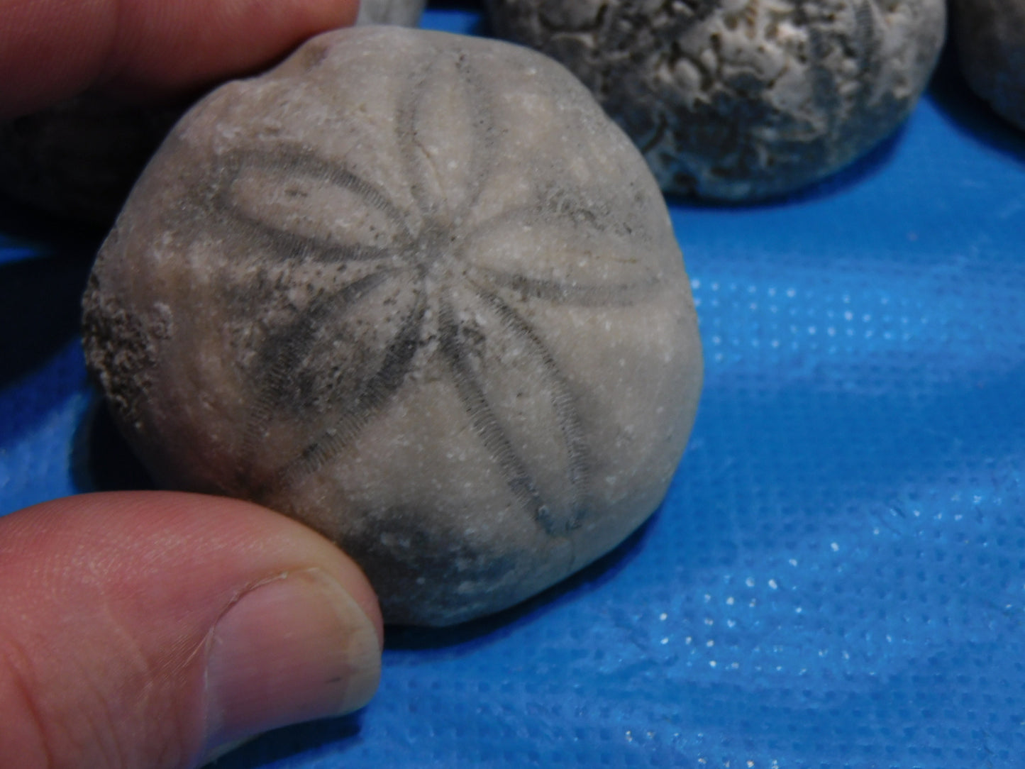 Fossilized Echinoid