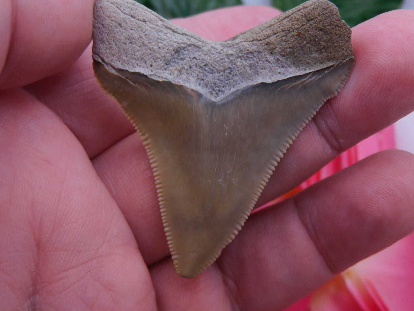 2.2" Chubutensis Shark Tooth