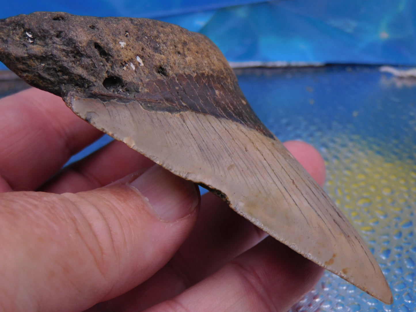 4.1 inch Megalodon Tooth
