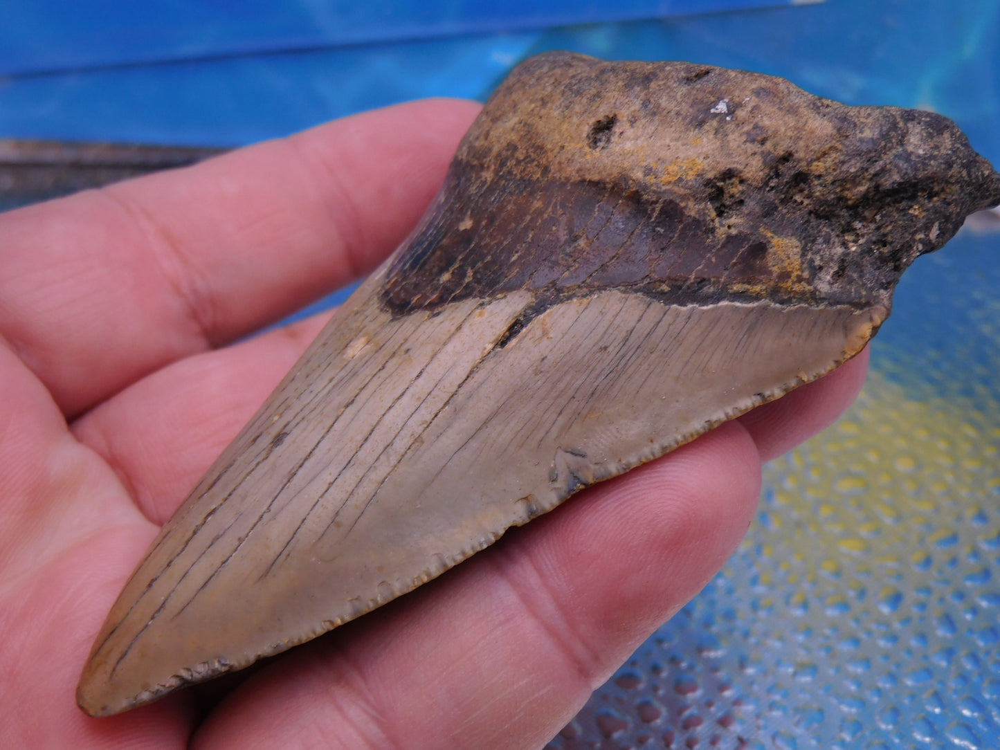 4.1 inch Megalodon Tooth