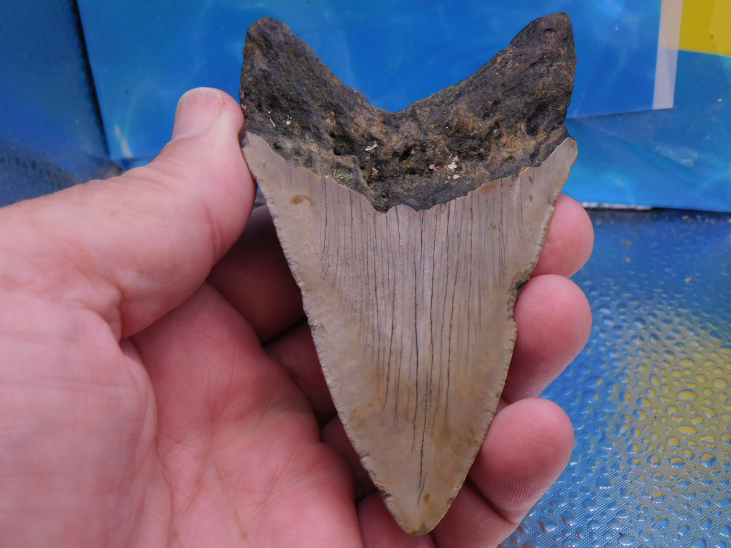 4.1 inch Megalodon Tooth