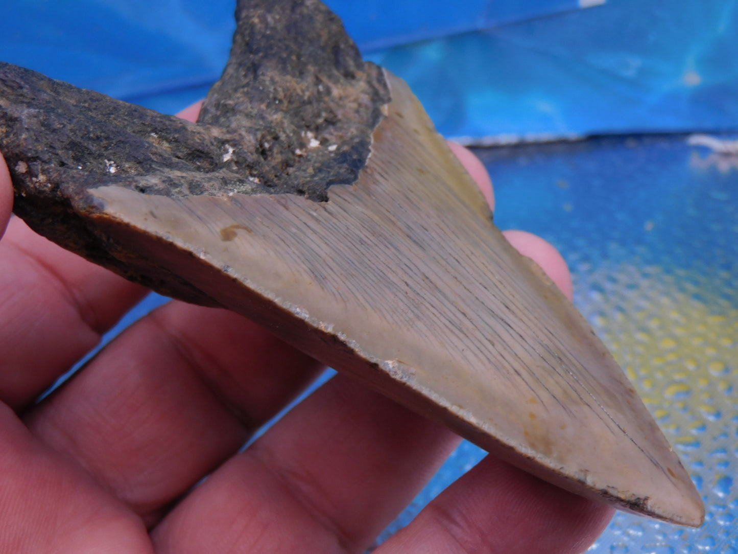4.1 inch Megalodon Tooth