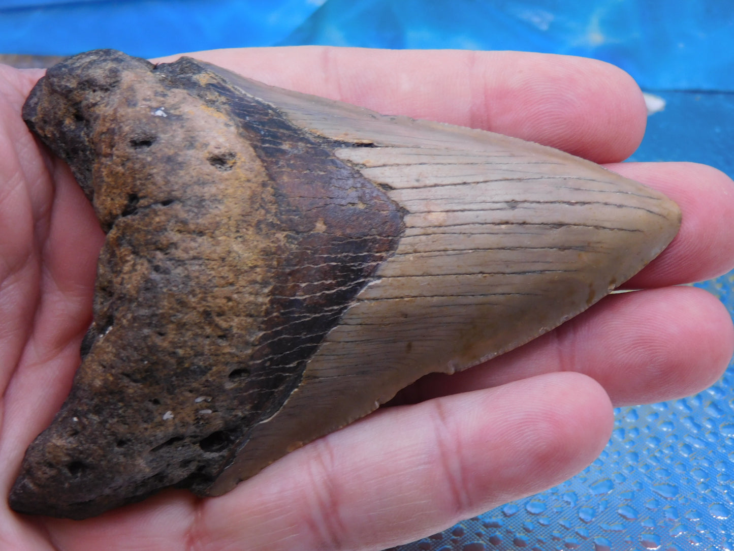 4.1 inch Megalodon Tooth