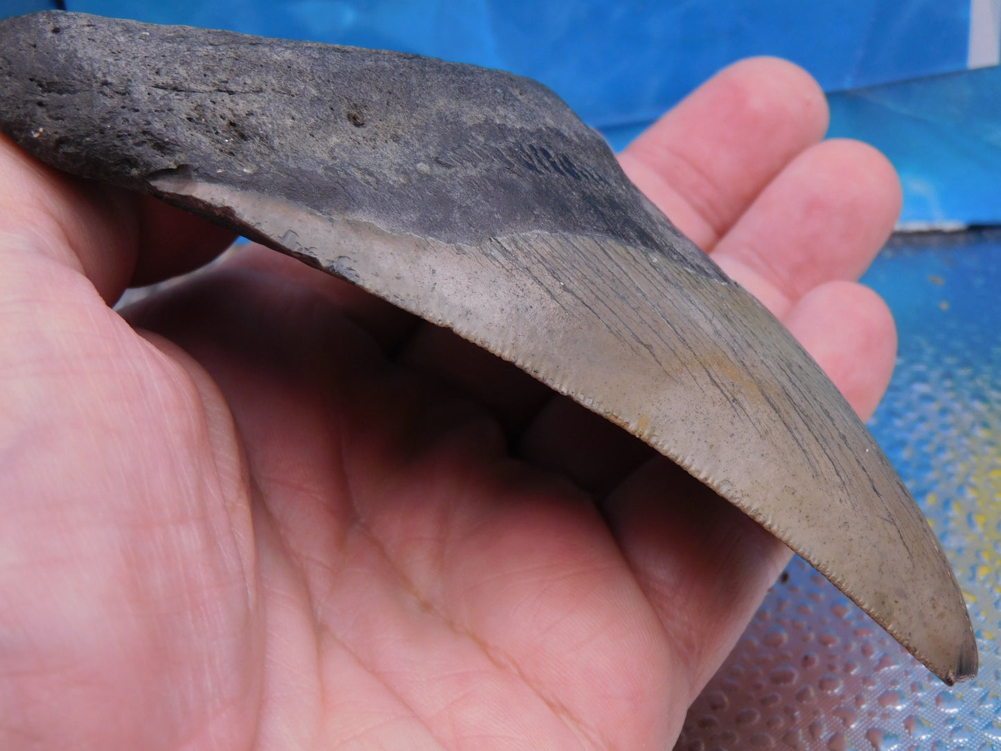 5 inch Megalodon Tooth