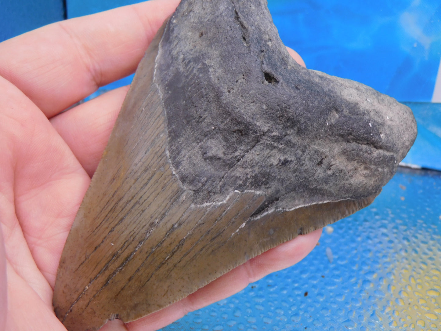 5 inch Megalodon Tooth