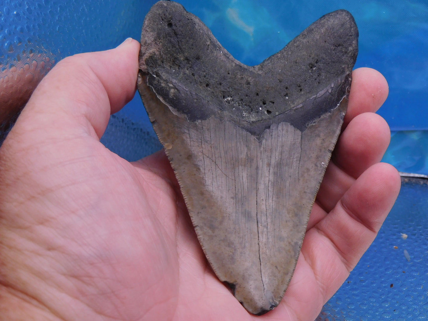 5 inch Megalodon Tooth