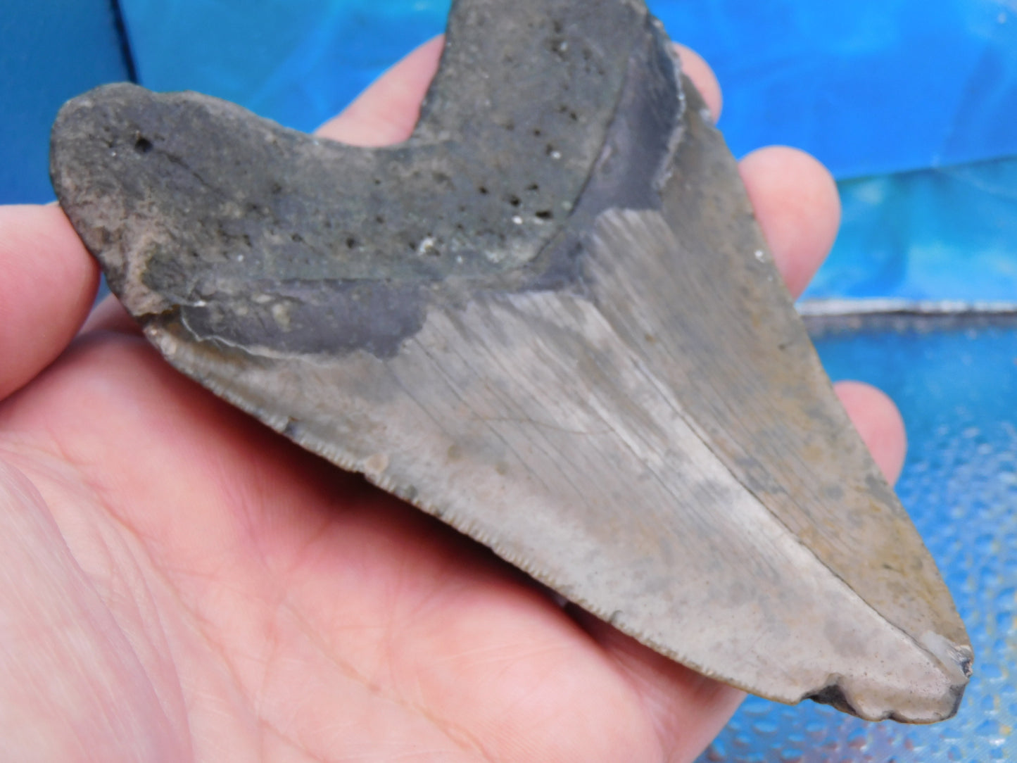 5 inch Megalodon Tooth