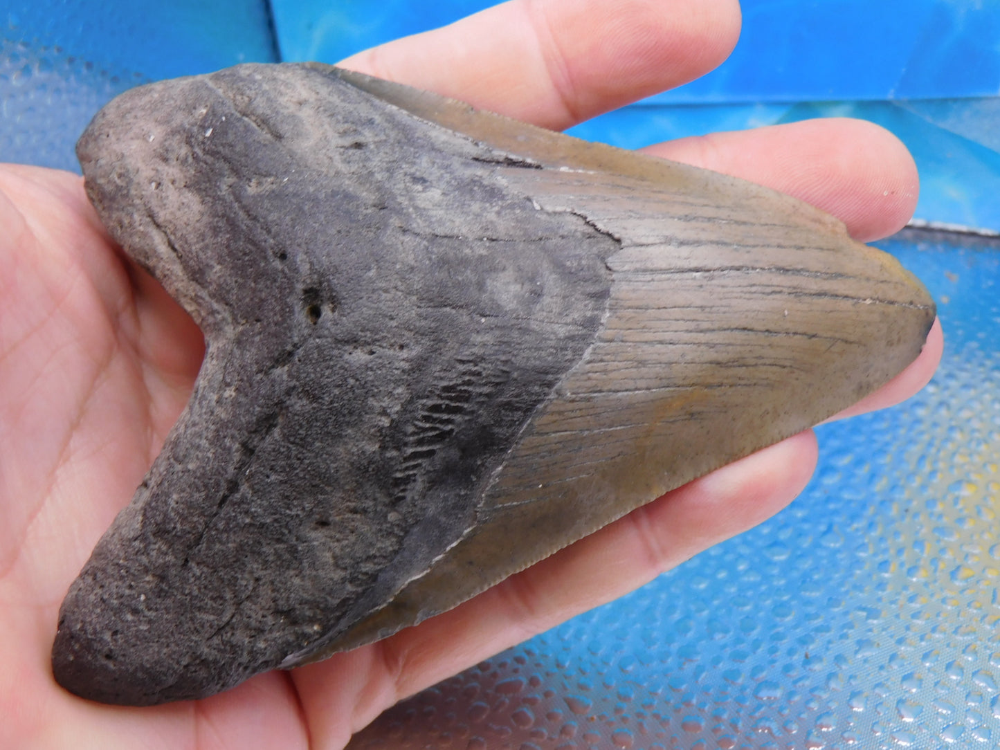 5 inch Megalodon Tooth